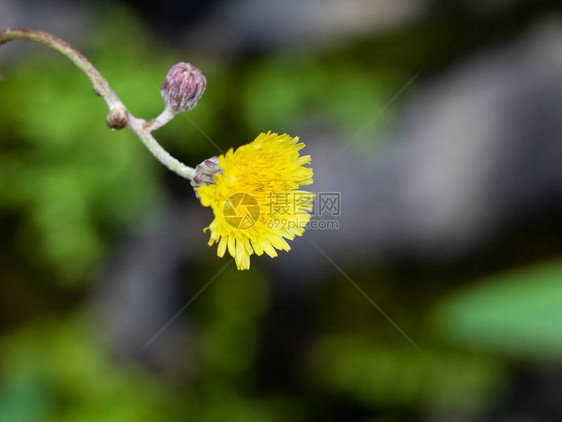 属于dandelion家族的花朵图片