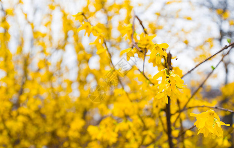 Forsythia边疆是园艺原生的装饰低效灌木在公共花园中关闭Forsy图片