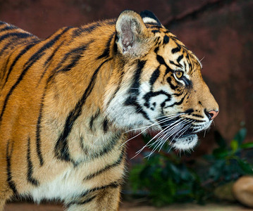 老虎是猫科动物中最大的物种图片