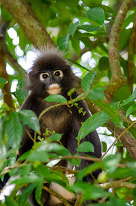 槟城森林树上的暗叶猴图片