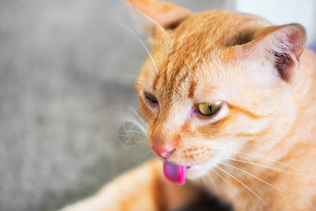 黄猫舌头图片
