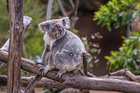 KoalaPascolarctoscinereus昆士兰州图片