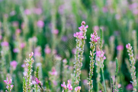 Onobrychisviciifolia花序或普通红花美丽粉红图片