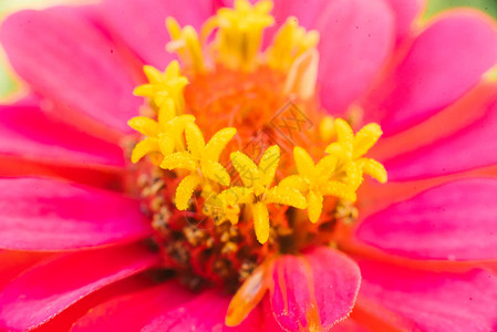 粉红花的Tsinii宏近图片