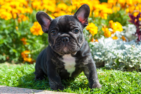 法国斗牛犬的小黑狗在绿草和黄图片