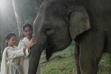 在印度尼西亚丛林中宠爱一只雌象苏门特兰大象的亚洲年图片