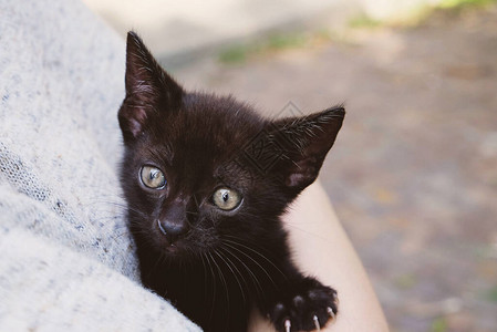 可爱的小黑猫在女手中图片