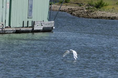 飞屋环游一只孤独的大白鹭优雅地翱翔在湖面上的涟漪之上背景