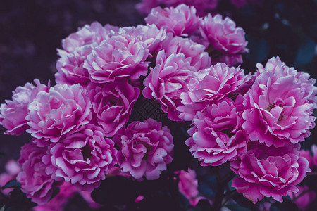 美丽的色调玫瑰特写自然背景图片