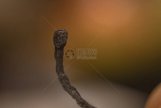 一个黑色烧烤的棍子手牵接近尾声灭绝疾病衰老图片