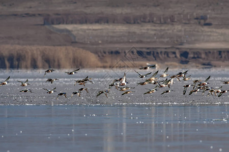 冬天和鸭子冬天的自然背景图片