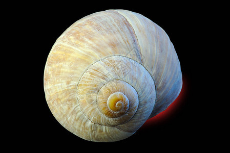 蜗牛壳的卷积特写黑色背景上的螺旋切出图片