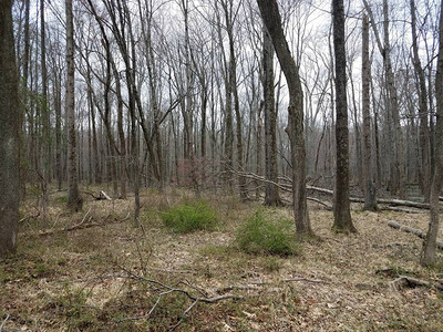 森林或树林中的树木树枝和落叶图片