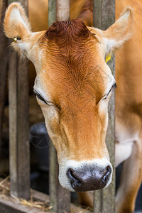 一只球衣奶牛的肖像和她的头部图片