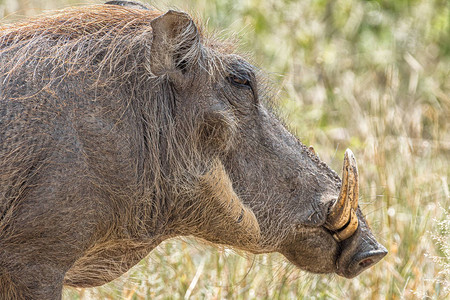 一名普通野猪PhacochoerusAfricanu图片