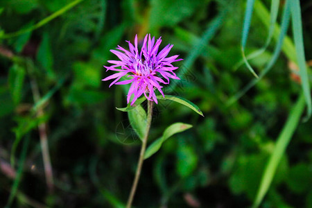 Centaureanigra小矢车菊普通矢车菊黑矢车菊图片