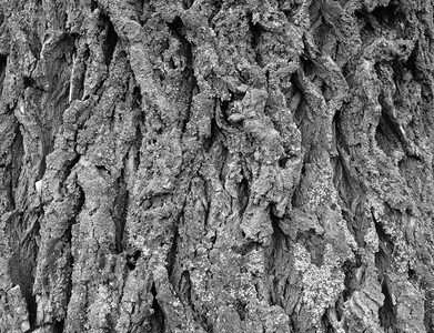 旧树干上的树皮褶皱图片