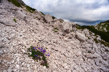 斯洛文尼亚Vogel山大片石块上的钟花风景V背景图片
