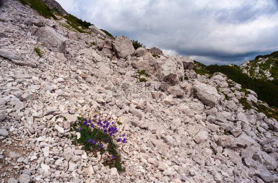 斯洛文尼亚Vogel山大片石块上的钟花风景V图片