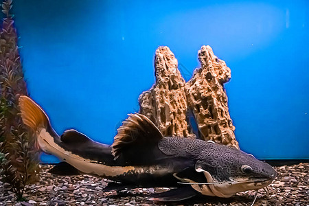 一条巨大的鲶鱼Pimelodidae在水族馆里游泳水下选择聚焦图片