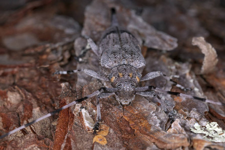 木材人甲虫木材上的AcanthociciusA背景图片