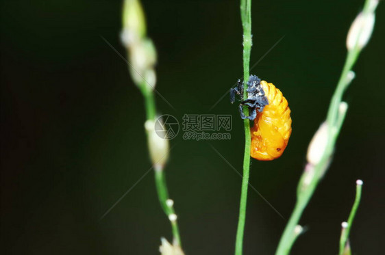 近距离接触植物昆虫臭很危险图片