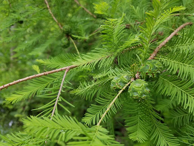 生长在绿色松树的松果芽图片