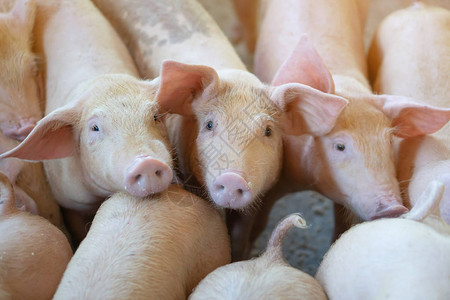 在当地东盟养猪场养猪的一群看起来很健康的猪没有影响猪生长或繁殖力的当地疾病或条件的标准化和清背景图片