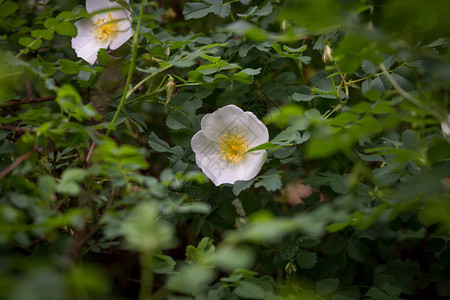 Bibernella玫瑰的开花图片