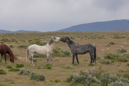 一对野马种在犹他州沙漠中对练图片