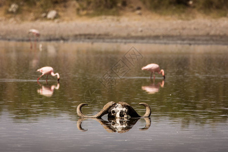 在坦桑尼亚塞伦盖蒂公园游猎期间的一群火烈鸟群图片
