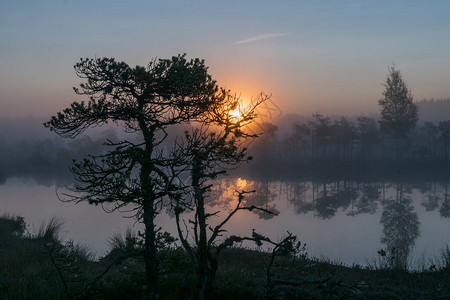清晨沼泽的神奇日出景观背景图片