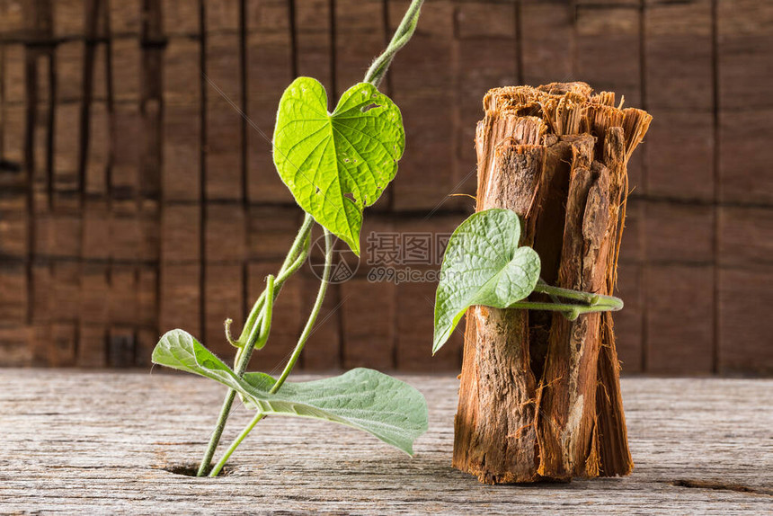 药用植物猫爪的树皮未腐图片