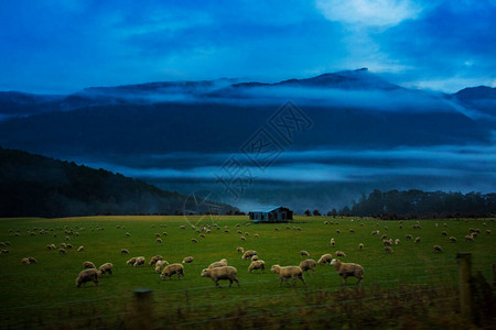 新西兰羊群在农家院子里图片