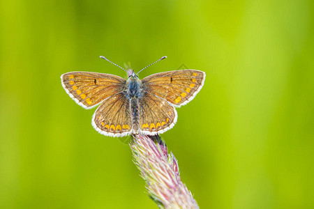 雌棕褐蝴蝶的近身Aricia年龄小提斯图片