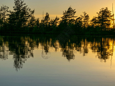 有沼泽湖和树影的风景月色模图片