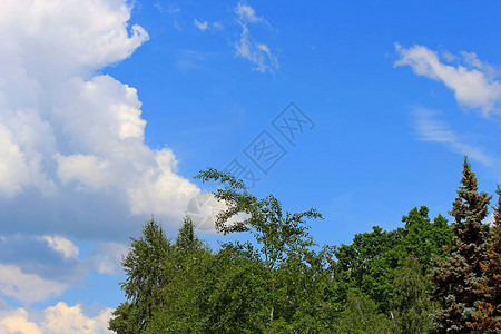 蓝天映衬下夏日小树林的景色图片