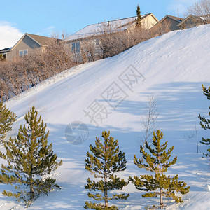 Wasatch山雪覆盖的斜坡上的青松树和房屋图片