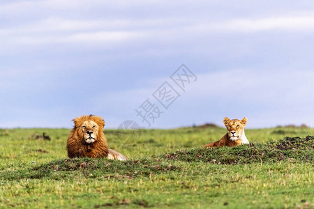 非洲肯尼亚马拉三角保护区白蚁丘上躺着美丽图片
