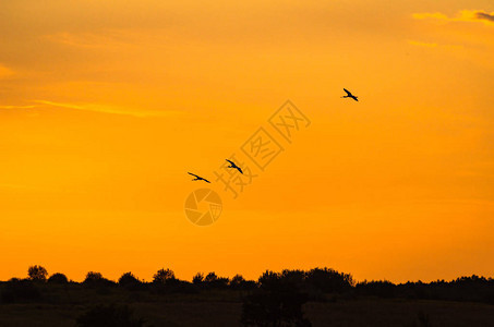 夕阳下的苍鹭飞行背景图片