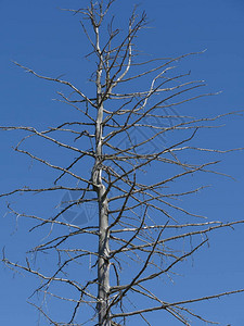 树干枯的树干与蓝天相对因沙漠中背景图片