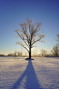 冬天早晨的大树图片