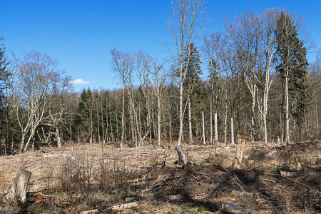 树木被采伐的林区面积森林中树木图片
