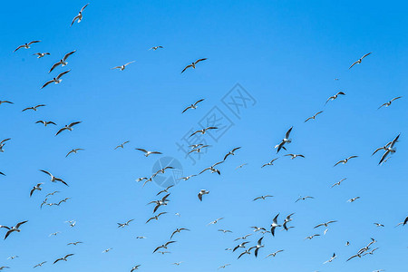 蓝天下飞翔的海鸥群背景图片