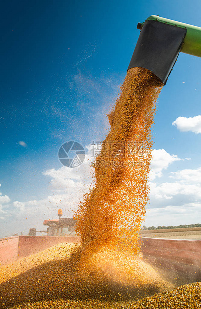 联合收割机倒玉米种子图片