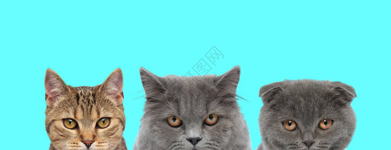 猫儿长海猫英国长海猫和苏格兰Fold猫站在一起图片