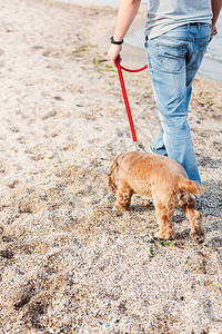 男人在海边遛狗训犬师正带着一只听话的图片