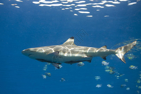 黑礁鲨鱼卡查尔希努斯鱼图片