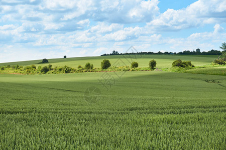 阳光明媚的夏日大云笼罩在年轻小麦的绿色田野上背景图片