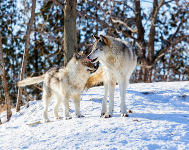 灰狼或灰狼也被称为木材狼或西部狼图片